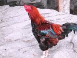 PICT0091